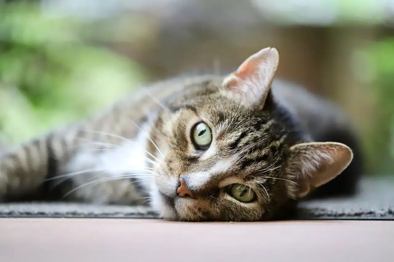 cat, mackerel, european shorthair