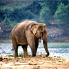 The Elephant Gang in Vietnam