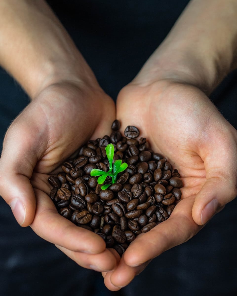 bunch of coffee beans