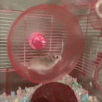The hamster wheel of doom