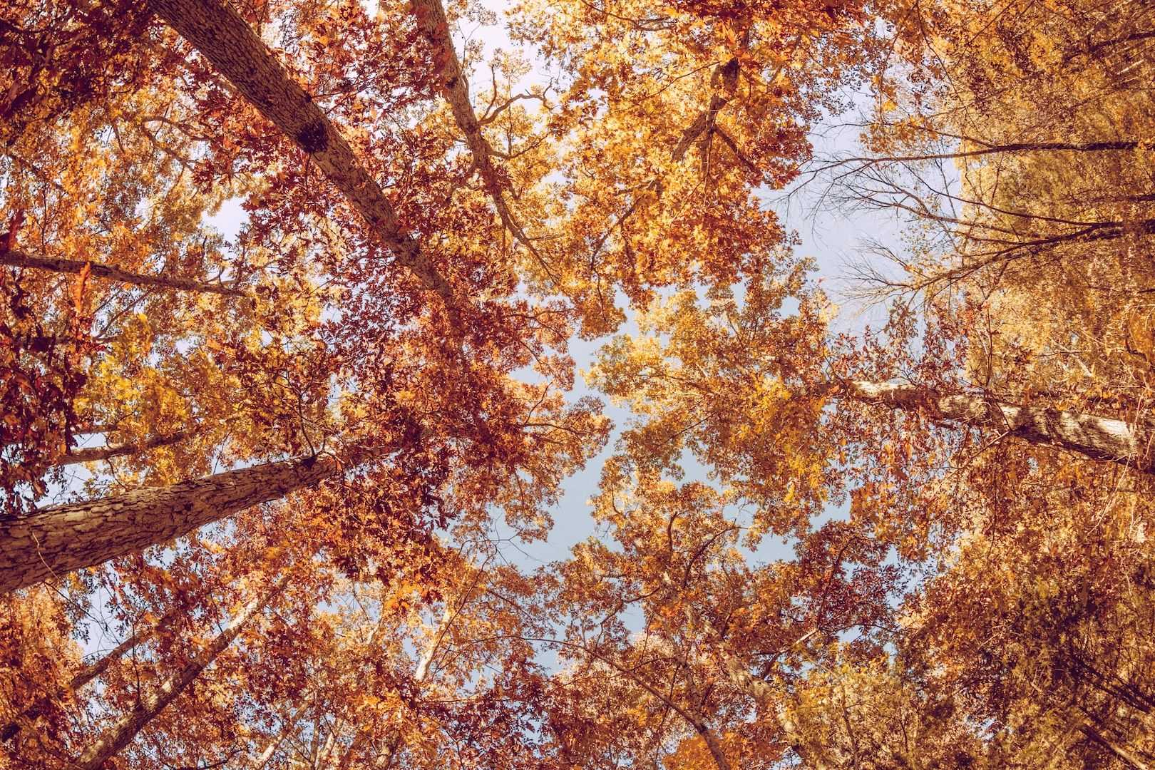Herfst in het bos