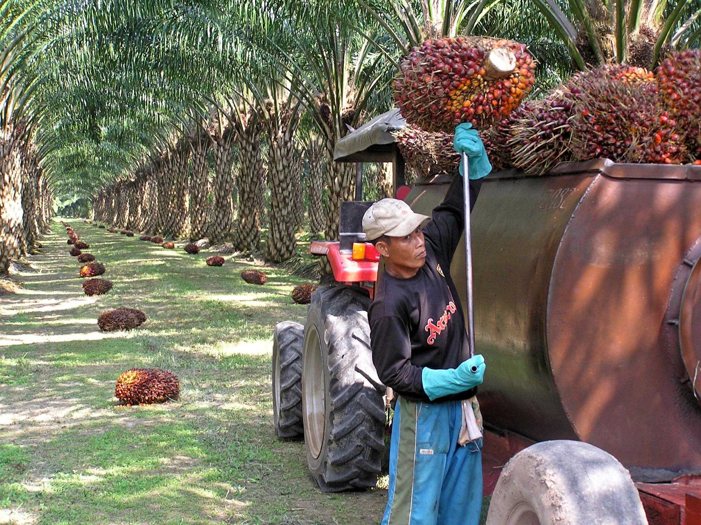 Palmolie plantage